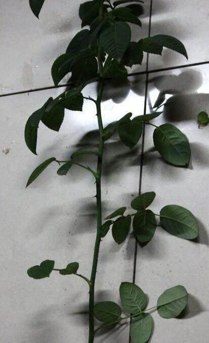 然后剪一段8厘米左右的新鲜月季茎扦插的方法有三种分别是叶插,茎插和