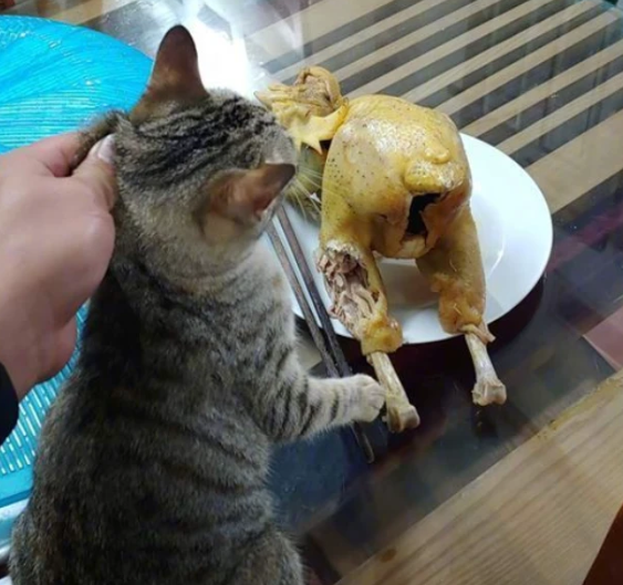 猫咪偷吃时闹的动静,惊醒铲屎官,猫脏并货猫咪无话可说了