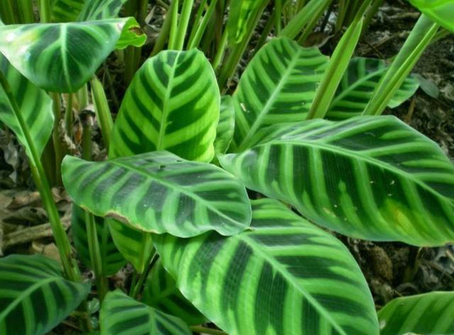 初春养竹芋两点养护别疏忽不干尖卷叶株型美观长势旺