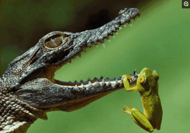 牙签鸟冒死为鳄鱼剔牙信任很重要