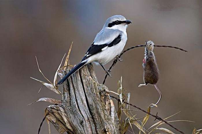农村里的"小个子屠夫", 不要被它外表欺骗, 其实凶猛异常