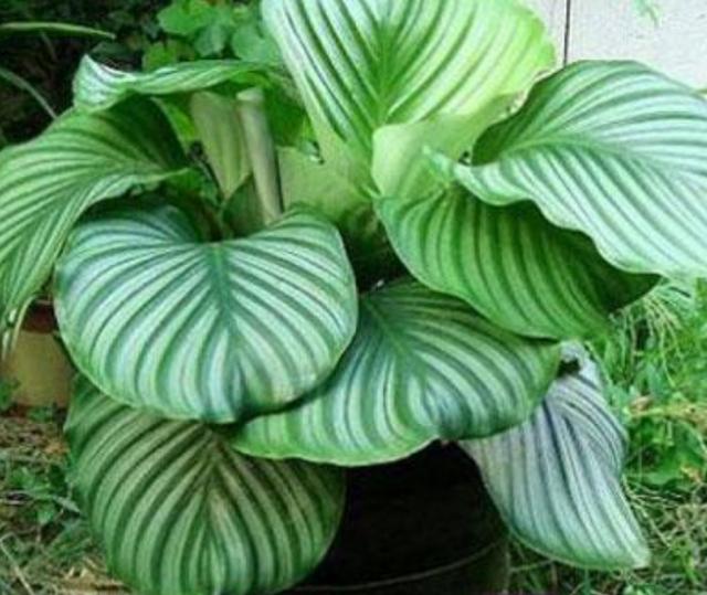 初春养竹芋两点养护别疏忽不干尖卷叶株型美观长势旺