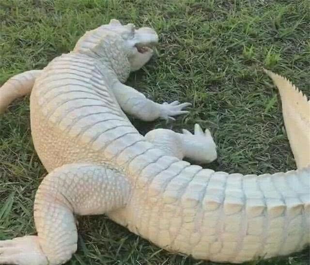 超级罕见的白色鳄鱼,用实力证明"一白遮百丑"!