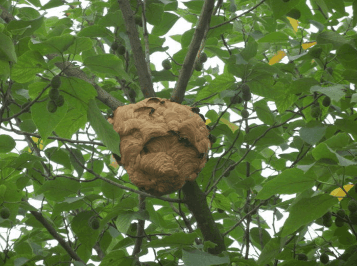 马蜂蛰植物图片