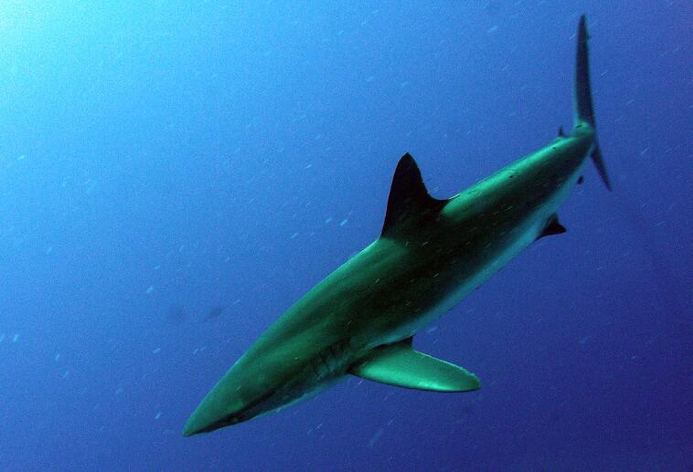 最小的鲨鱼有多小?生物学家终于找到世界上最小的鲨鱼