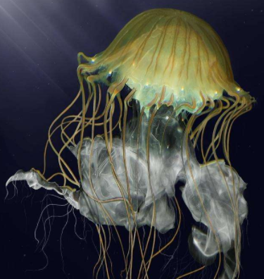 地球上对人类毒性最大的生物,眼睛与人类相似,被称作"海黄蜂"