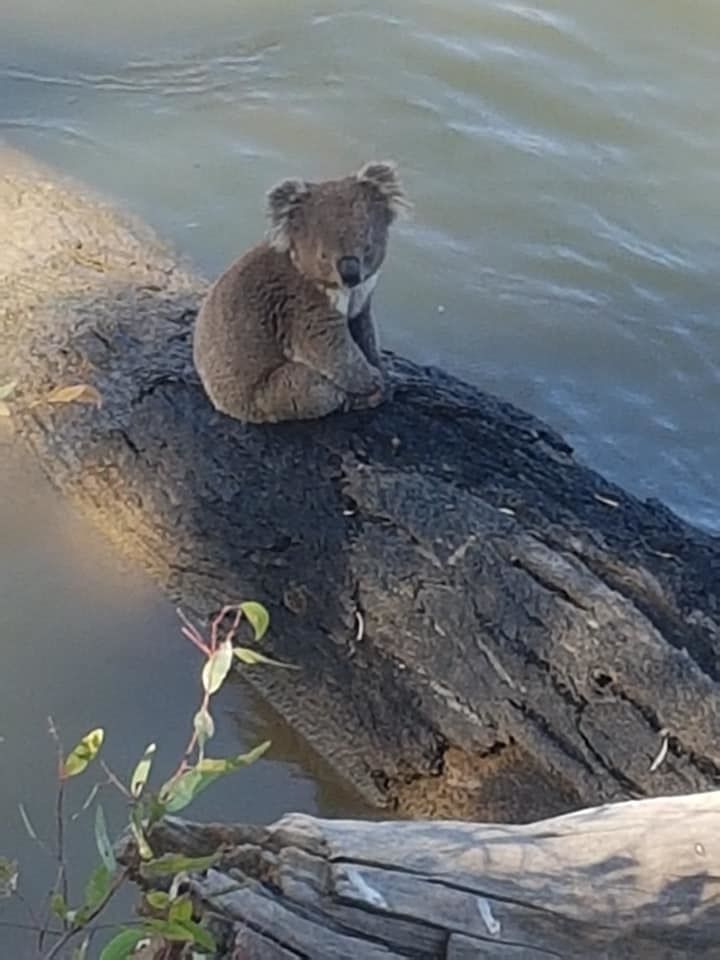 无尾熊罕见"不爬树泡水里"专家:它们只想为身体降温