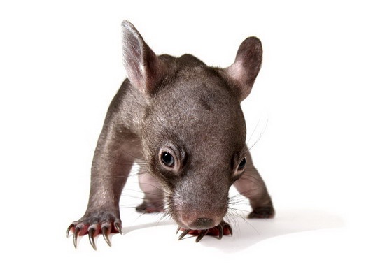 澳大利亚女子收养一怪物,浑身无毛体形像人,起名利亚可爱极了