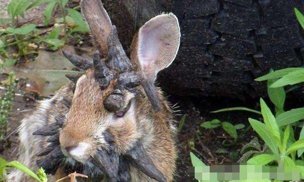 男子野外发现兔子头部长满黑色肉球, 细看后直接屏住呼吸