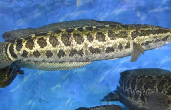 很多人把黑鱼叫孝鱼?这到底是为什么?今天总算明白了