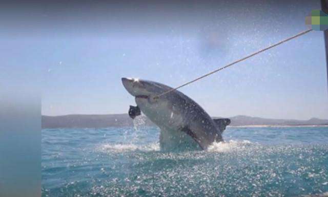 男子海边钓鱼偶遇暴躁生物, 谁知这家伙做出如此举动