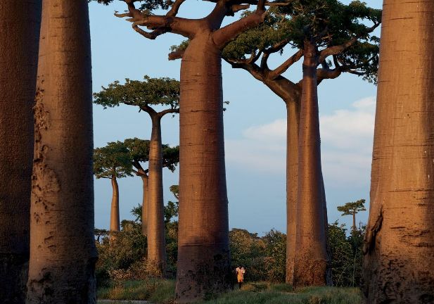 非洲生命之树一棵树能养活三代人果实烤熟后味道好似面包
