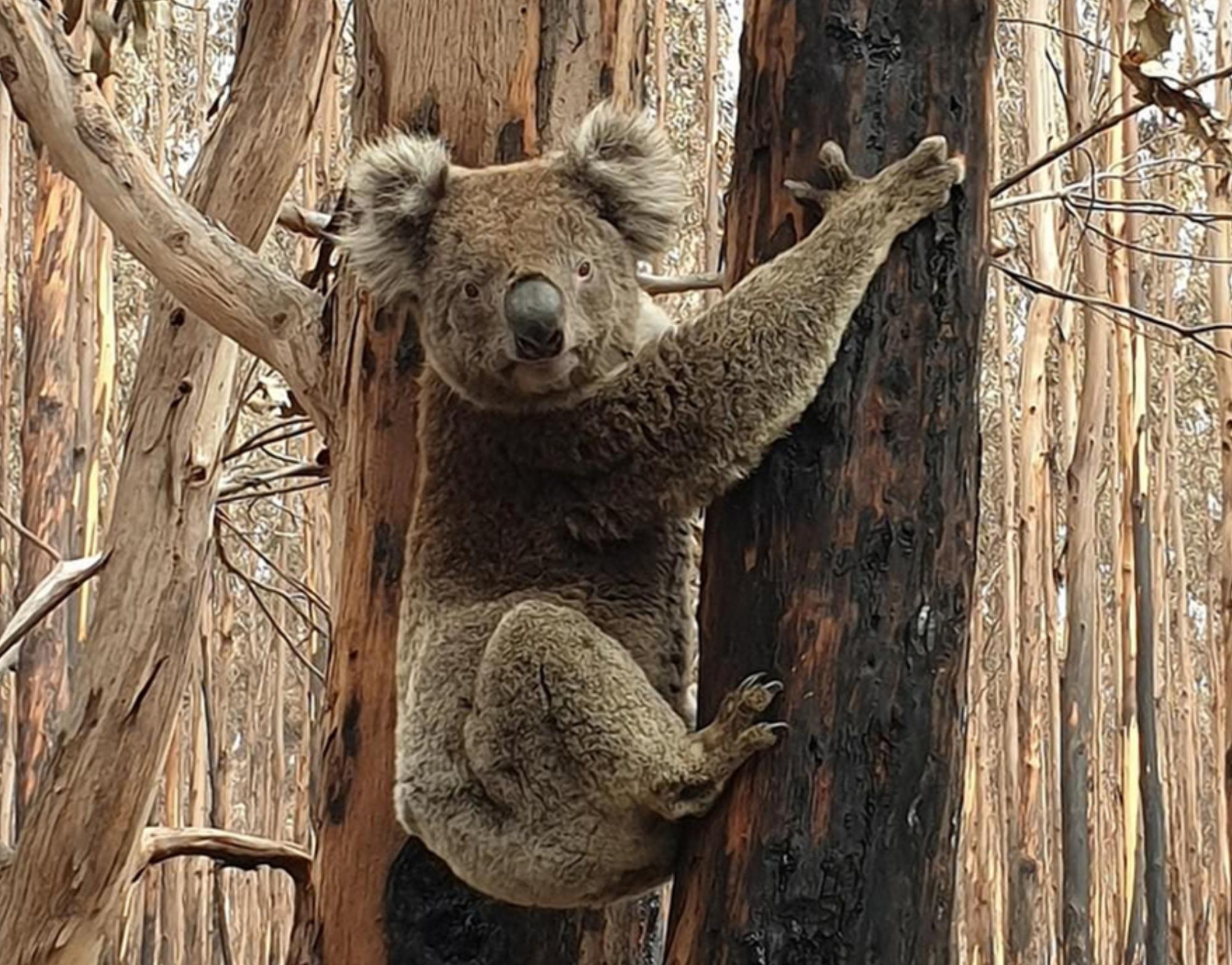 袋鼠岛上一只幸存的小袋鼠,坐在烧焦的土地上,寻找自己的妈妈