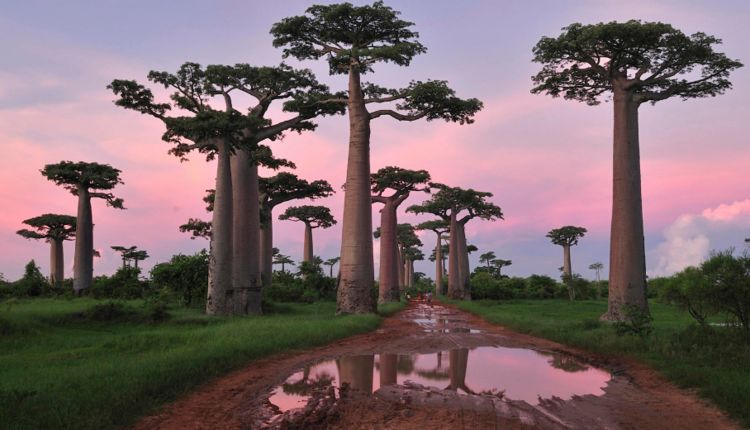 非洲生命之树一棵树能养活三代人果实烤熟后味道好似面包