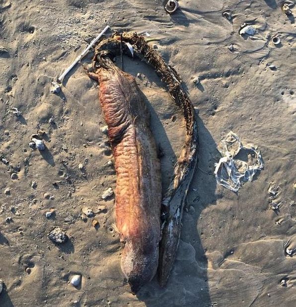 就会对此不离不弃,把这当做自己的家,据说有的狼鳗一生只找一个岩洞