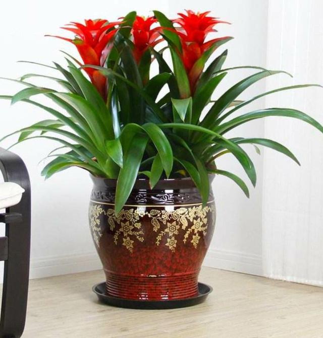 过年养盆鸿运当头养殖技巧掌握好赏花小半年