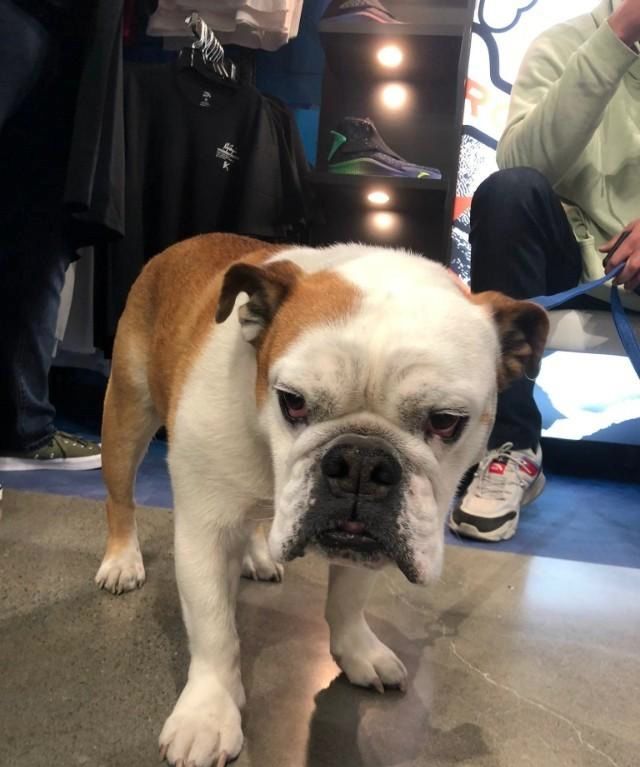 汤普森带着爱犬rocco出席签售仪式调侃rocco被宠坏了的蠢狗