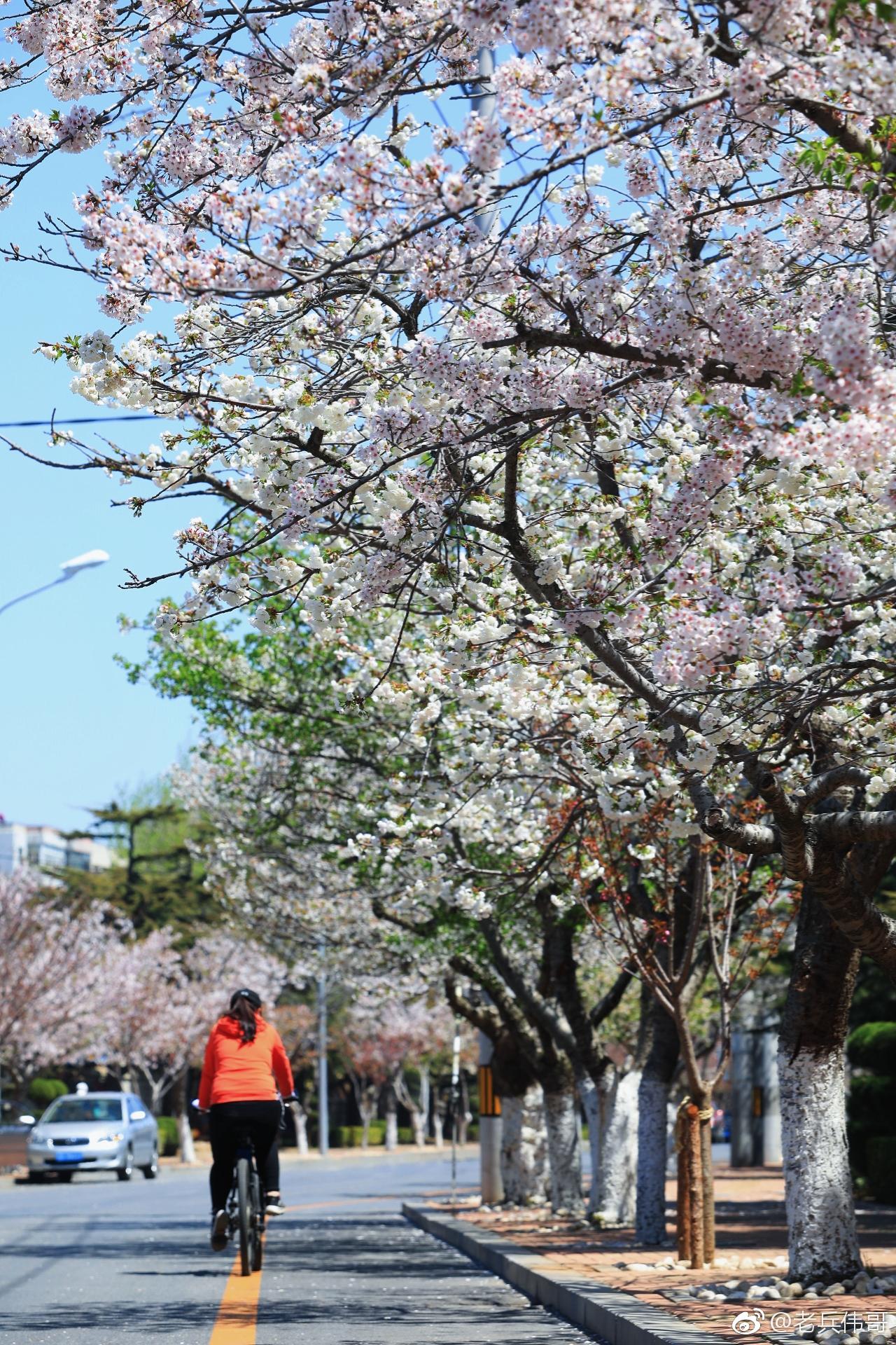 旅顺口太阳沟有一条斯大林路1772米长的道路两侧种满了樱花