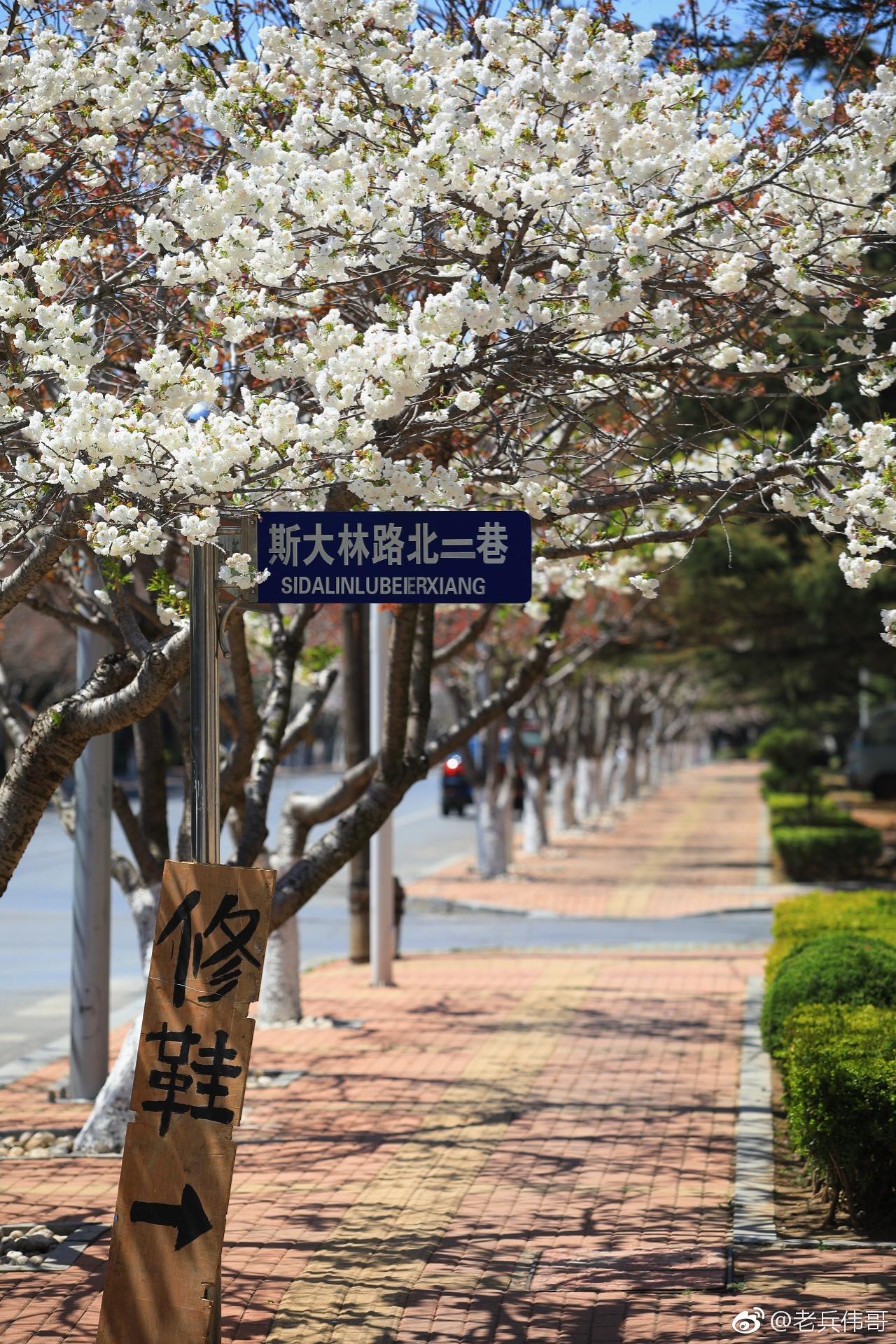 旅顺口太阳沟有一条斯大林路1772米长的道路两侧种满了樱花