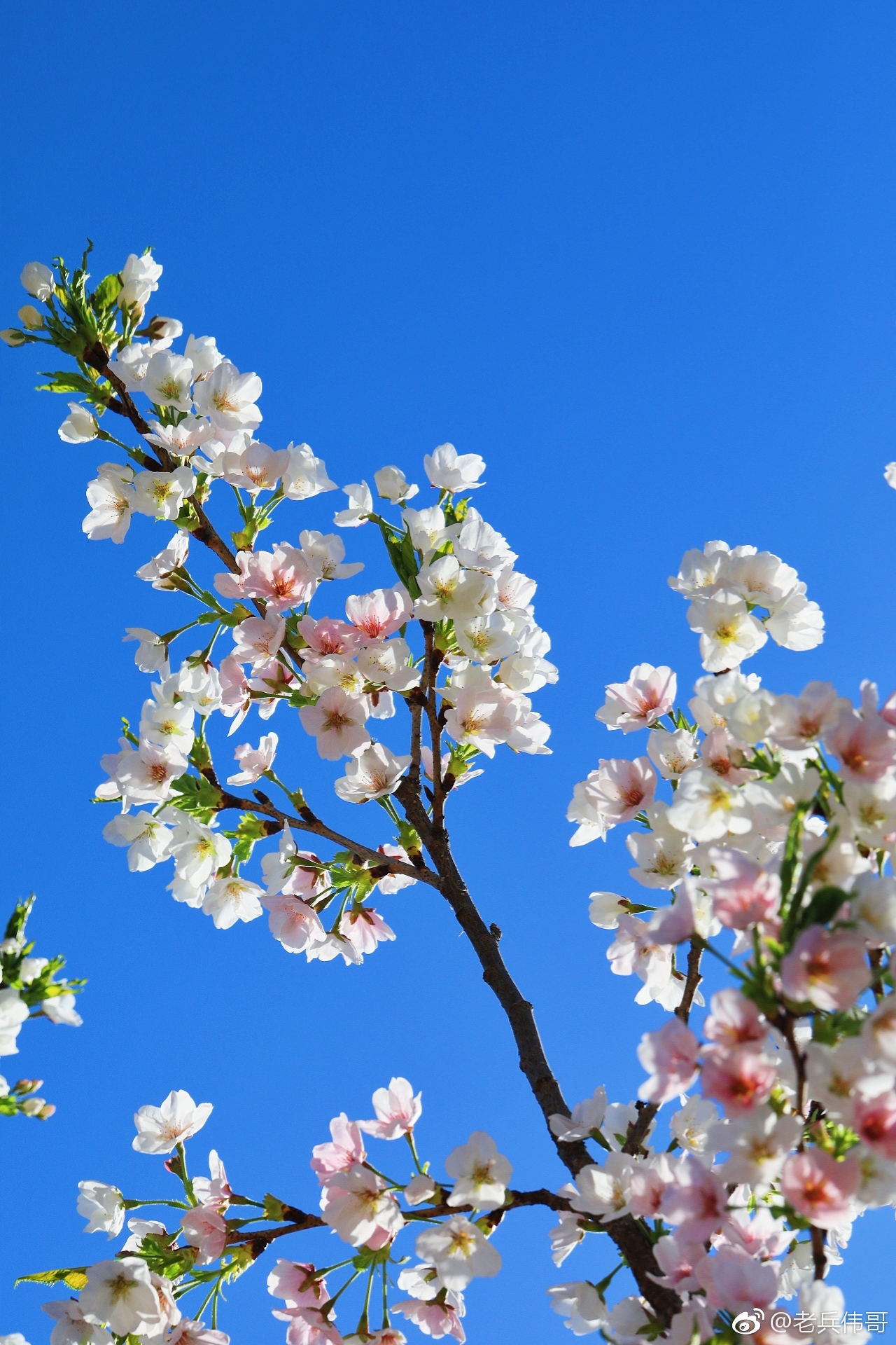 在旅顺203樱花园里