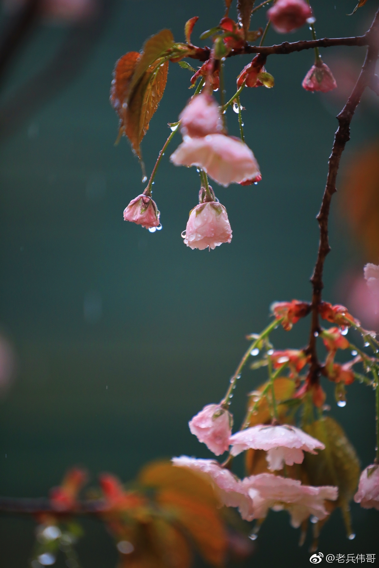 樱花雨图片高清图片