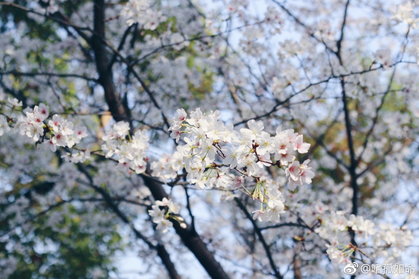 春暖花开,江西省林科院赏最美樱花