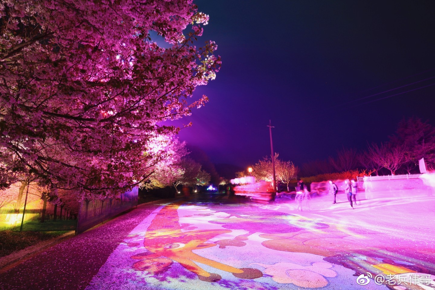 刚刚,一场不约而至的雷阵雨,让正在旅顺203樱花园夜赏樱花的人们措手