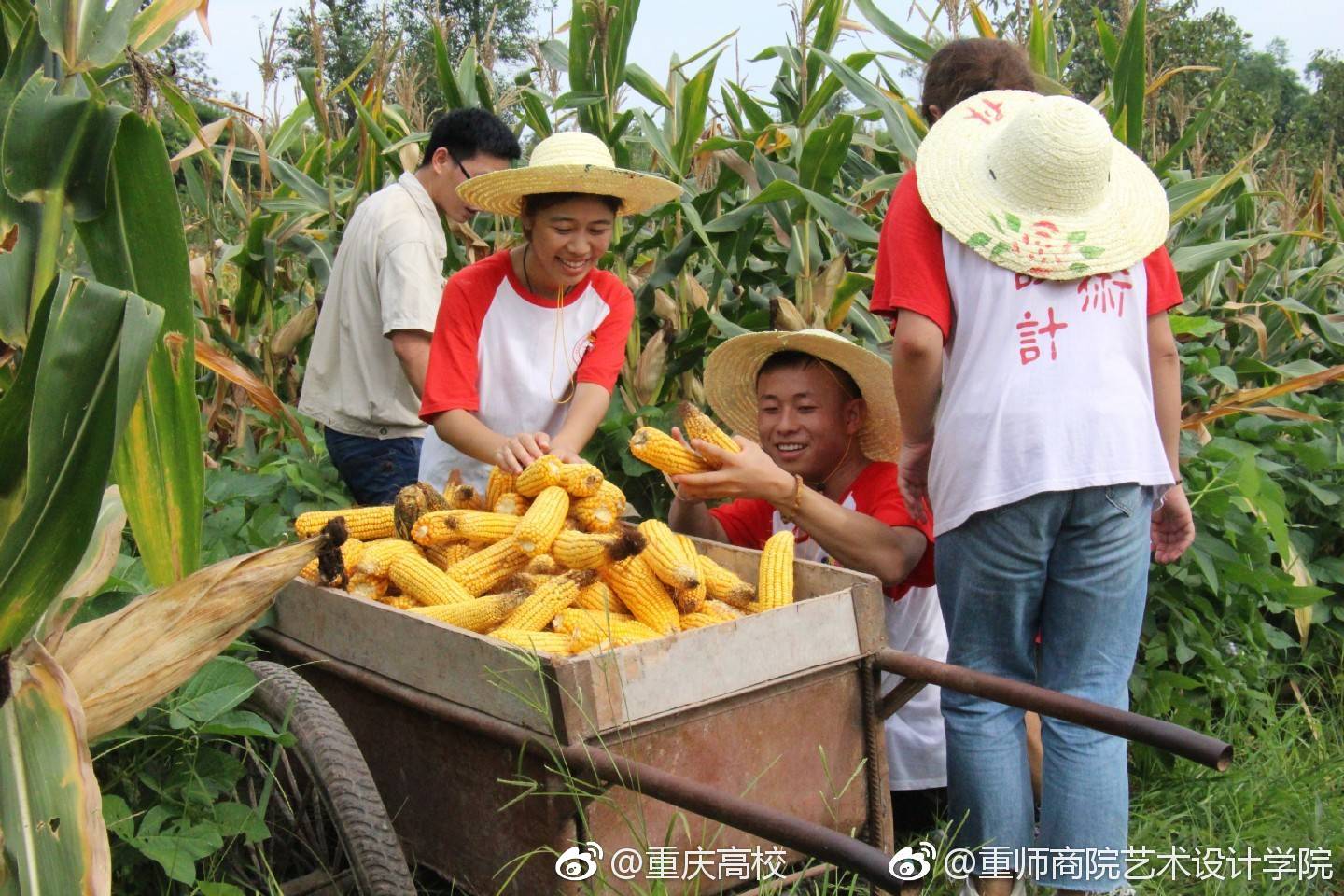 2018重庆大学生三下乡照片分享，一起相约掰包谷