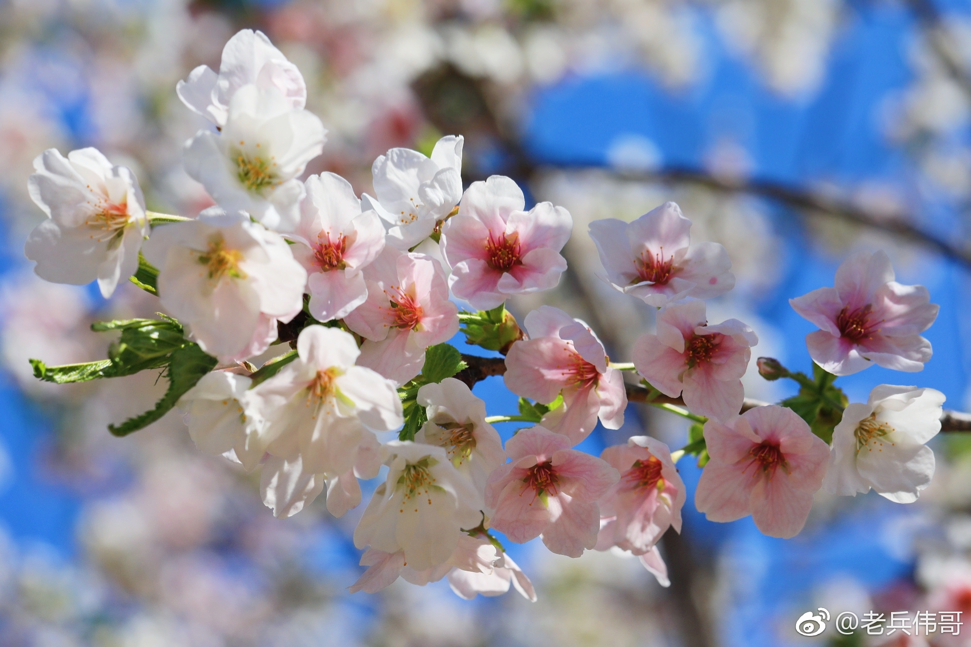 在旅顺203樱花园里