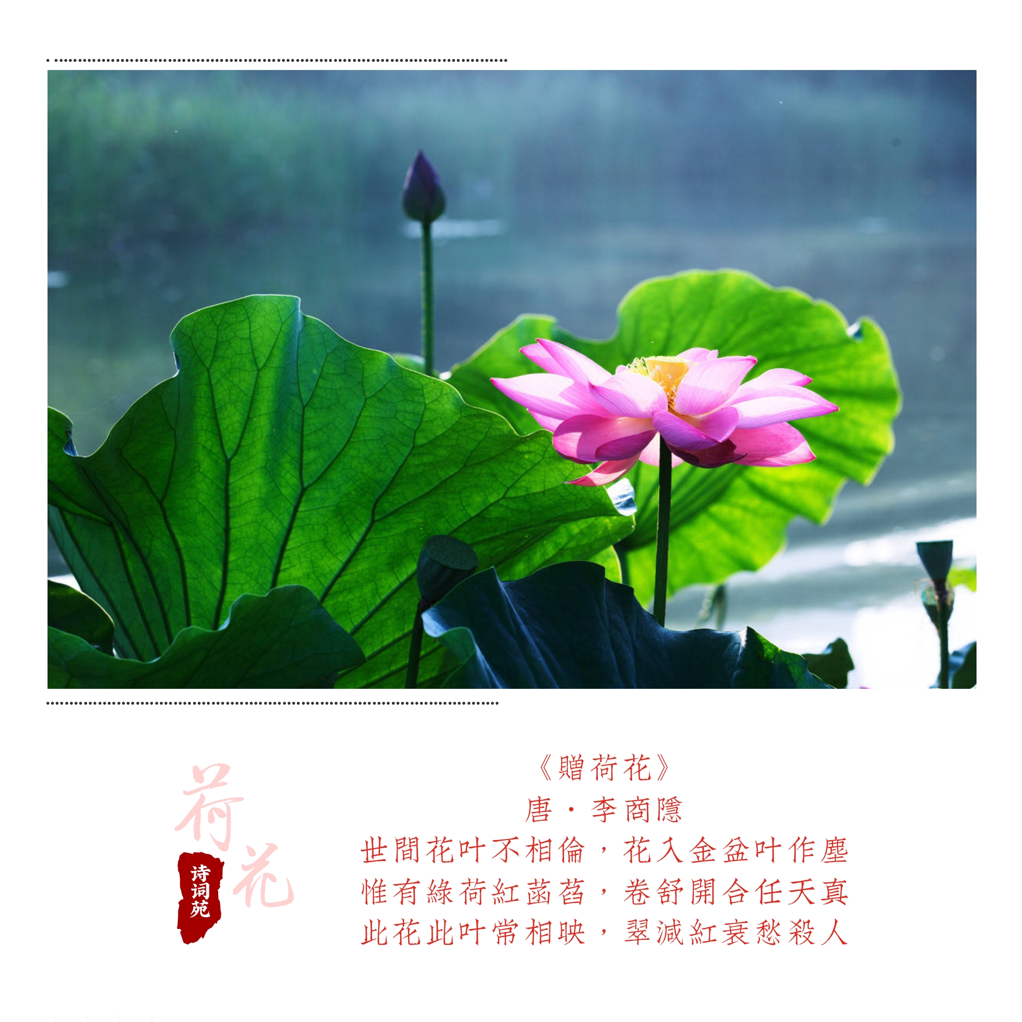 诗词盘点——荷花