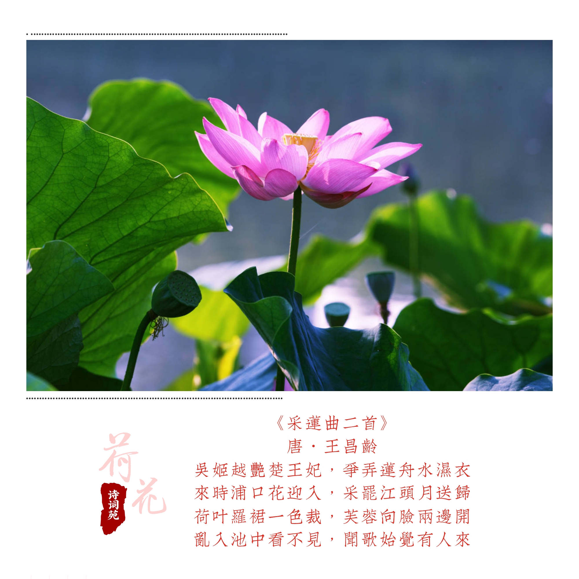 诗词盘点——荷花