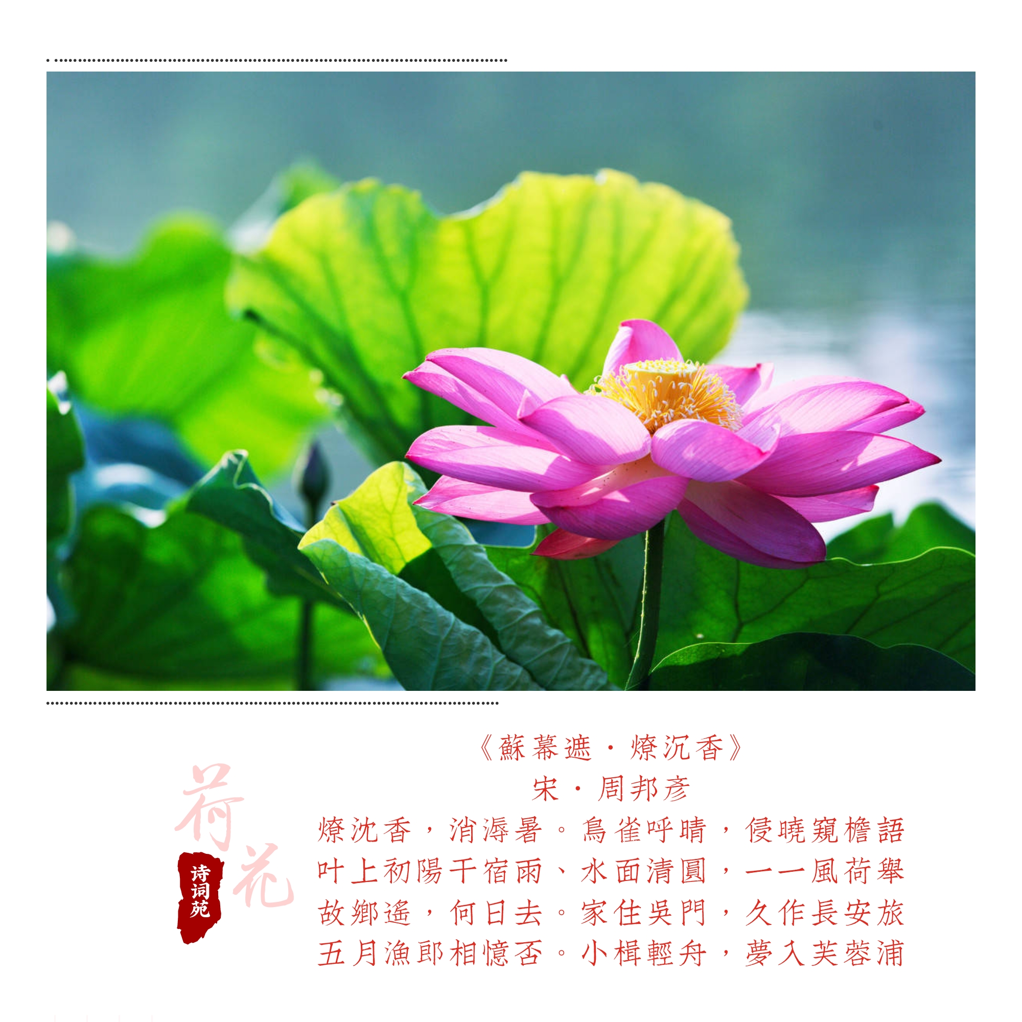 中通外直,不蔓不枝,香远益清,亭亭净植……"春赏柳,夏赏荷,在诗人的