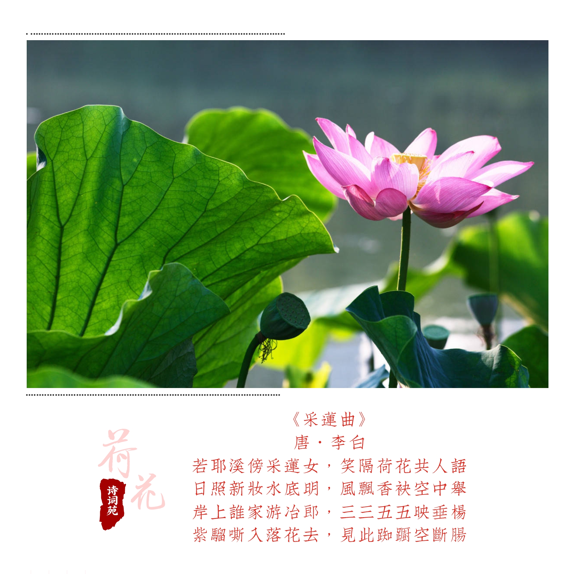 诗词盘点——荷花