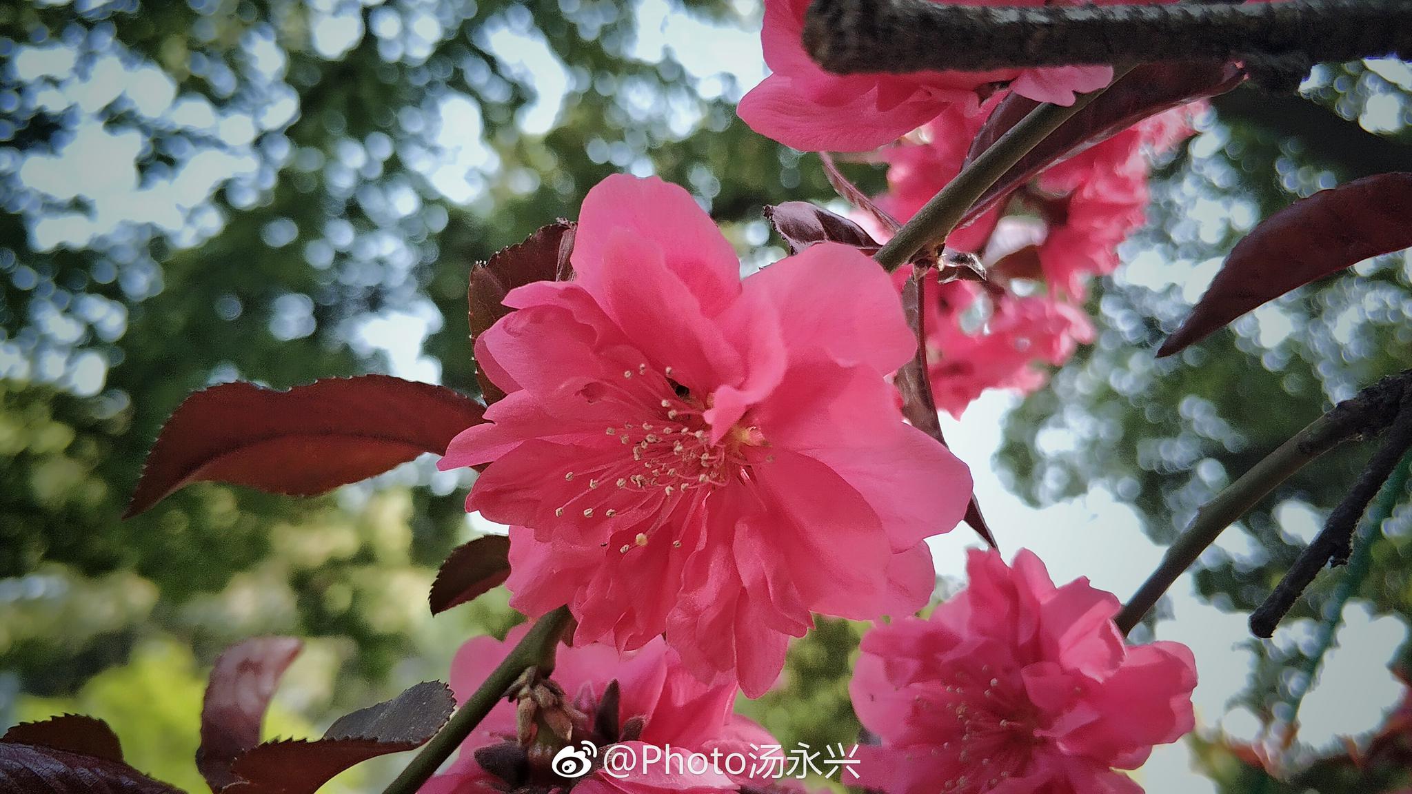 天上碧桃和露种,日边红杏倚云栽
