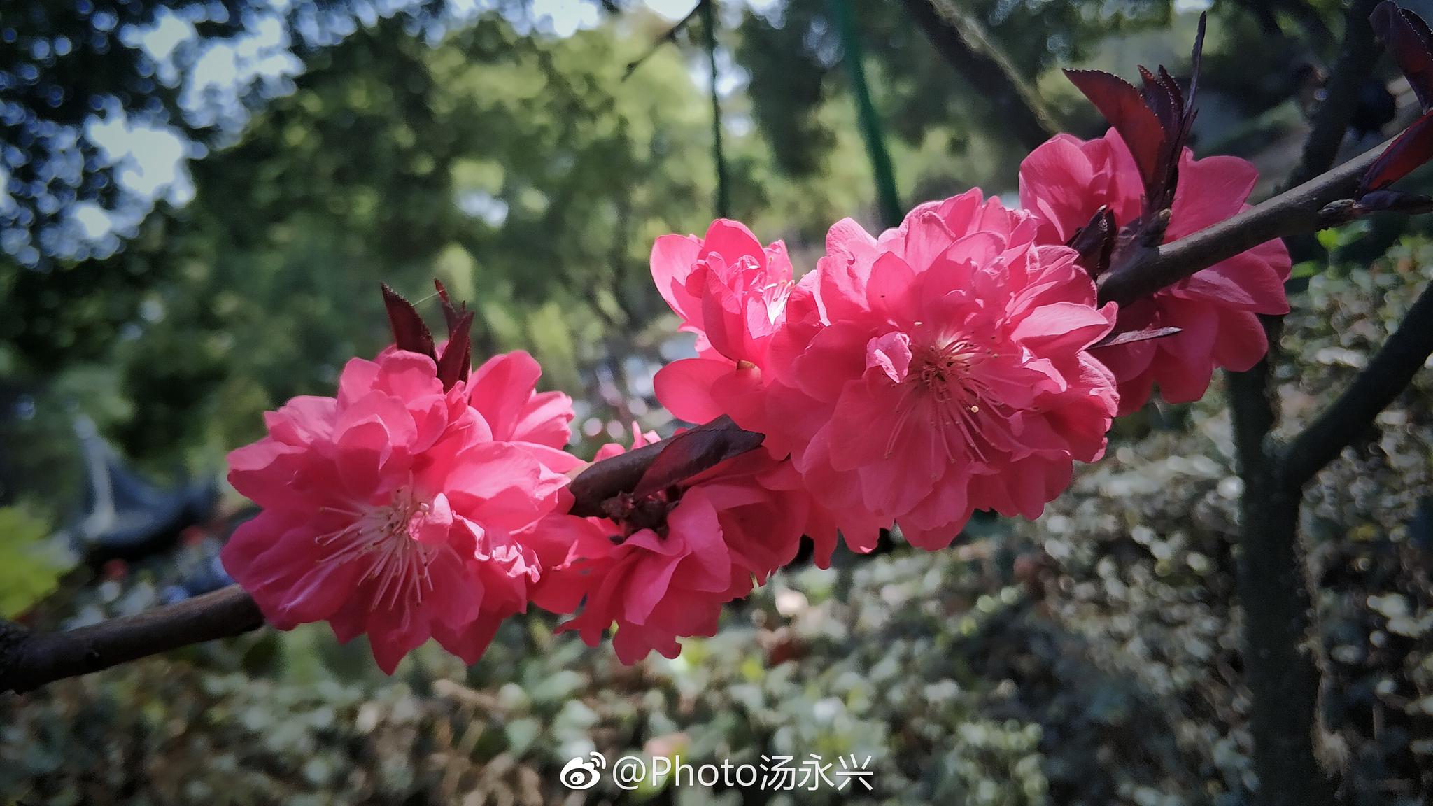 天上碧桃和露种,日边红杏倚云栽