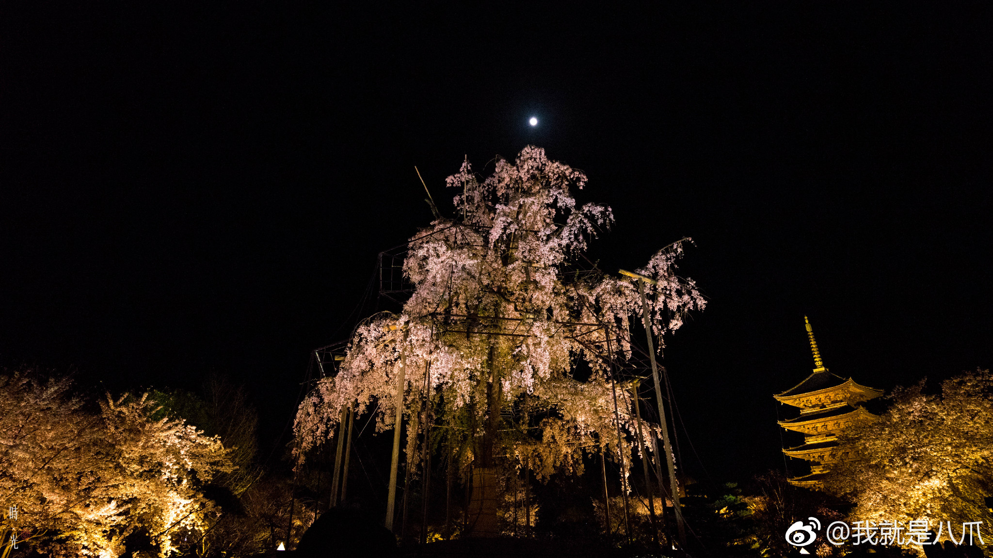 每一年京都东寺的夜樱都是美腻的画面,月光之下百年不二樱