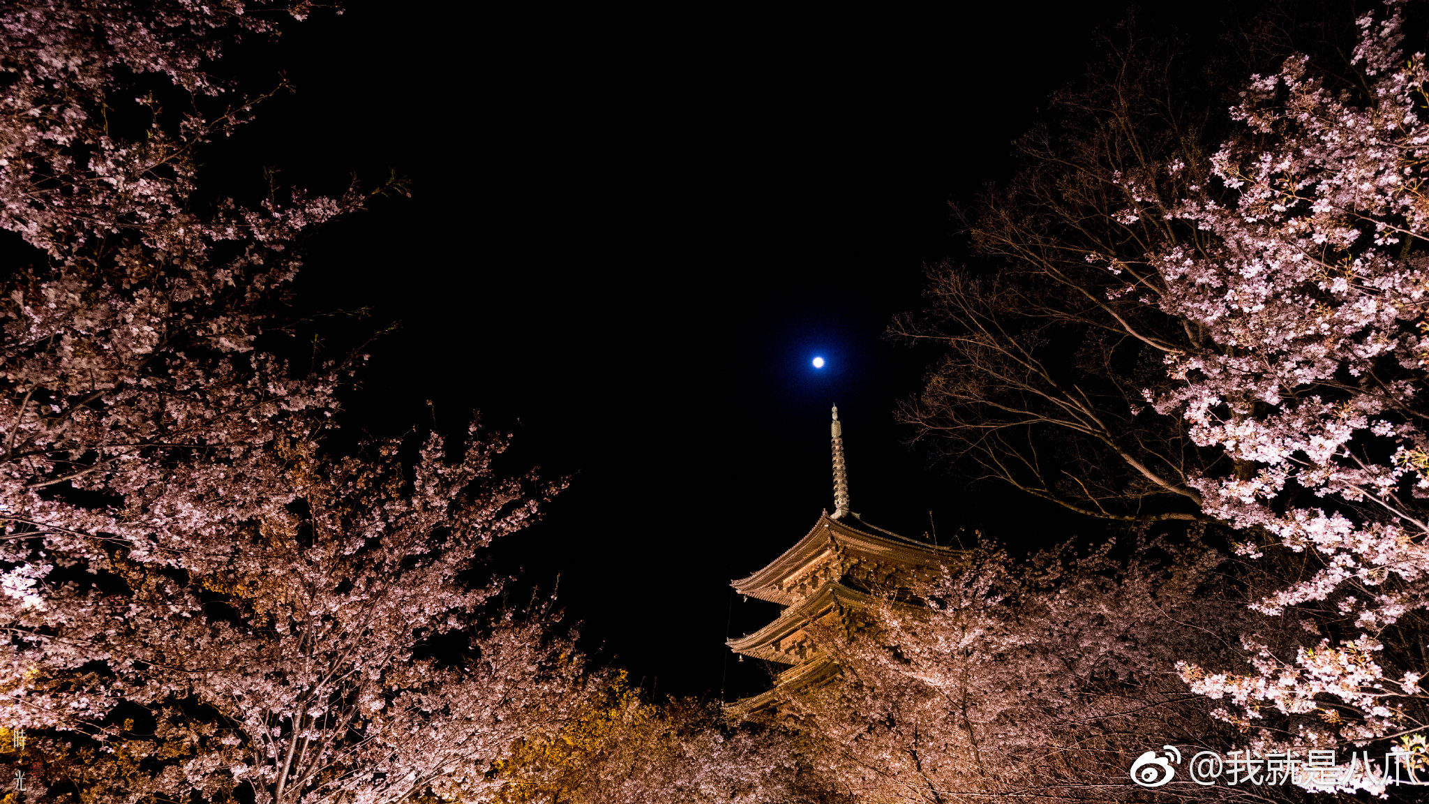 每一年京都东寺的夜樱都是美腻的画面,月光之下百年不二樱