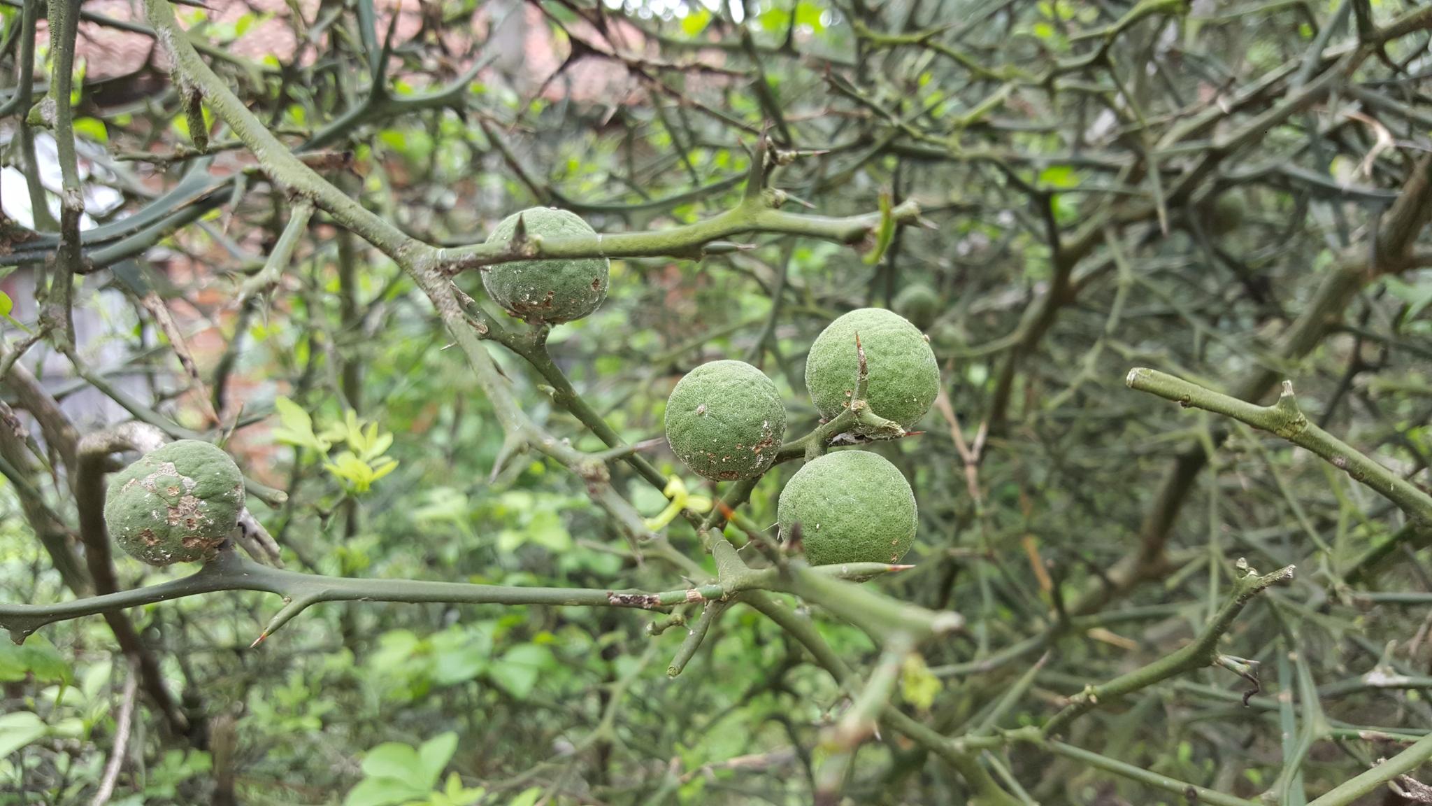 农村一种用来"防贼"的树,嫩芽是上等野菜,果实能化痰,消积食