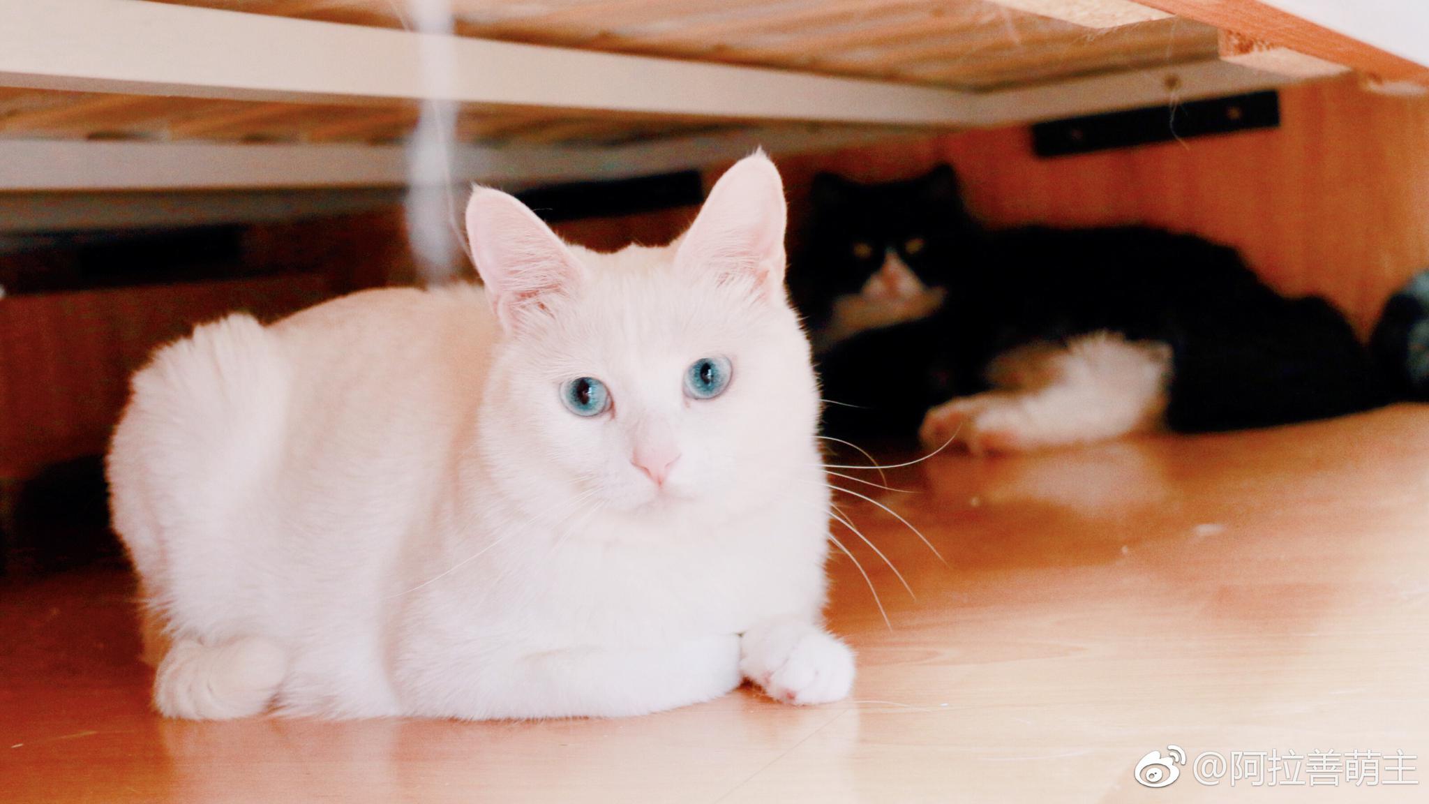 温柔不过三秒这就是你们的仙女奶糖猫长着一双会骗人的眼睛