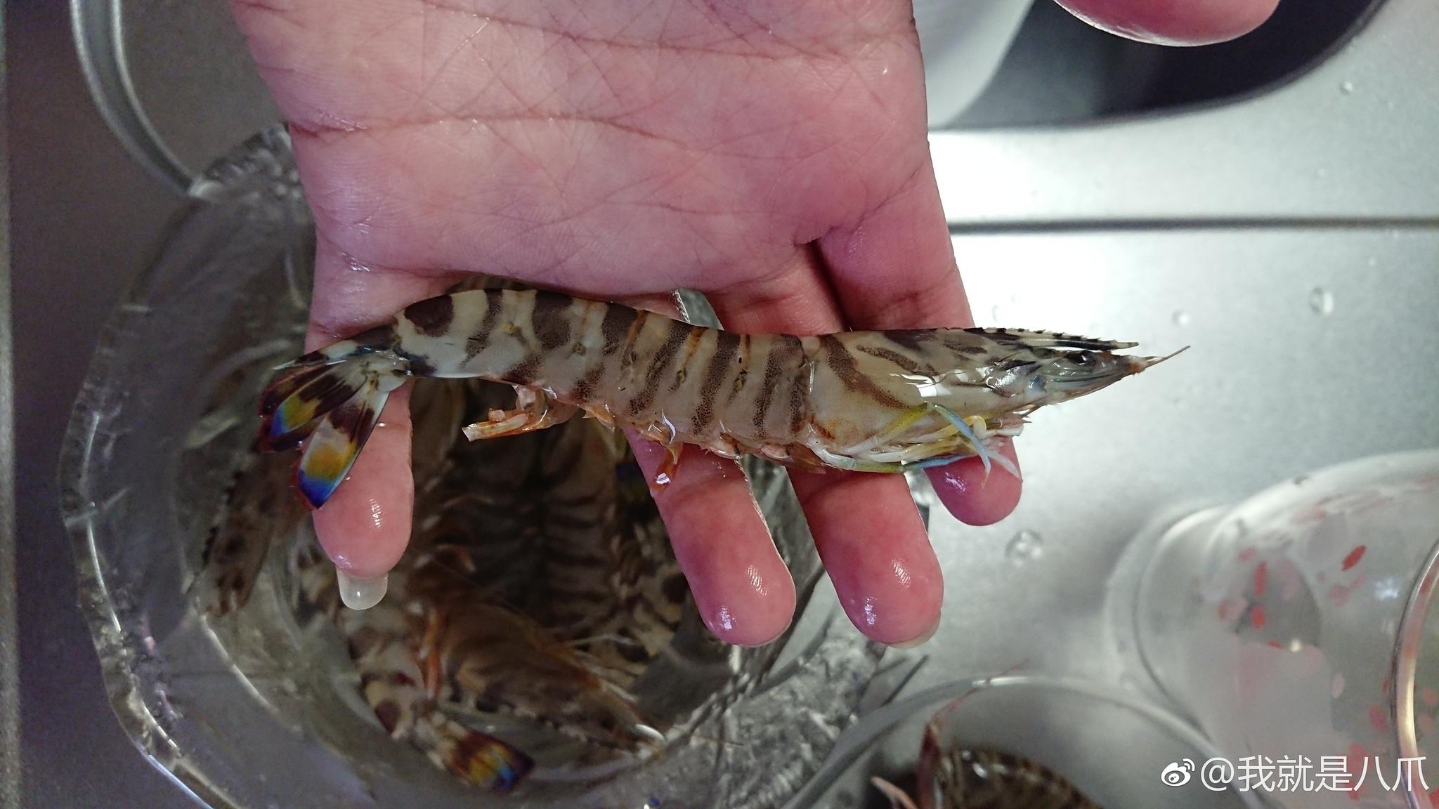 今天在筑地市场碰巧买到的活的车虾_新浪看点