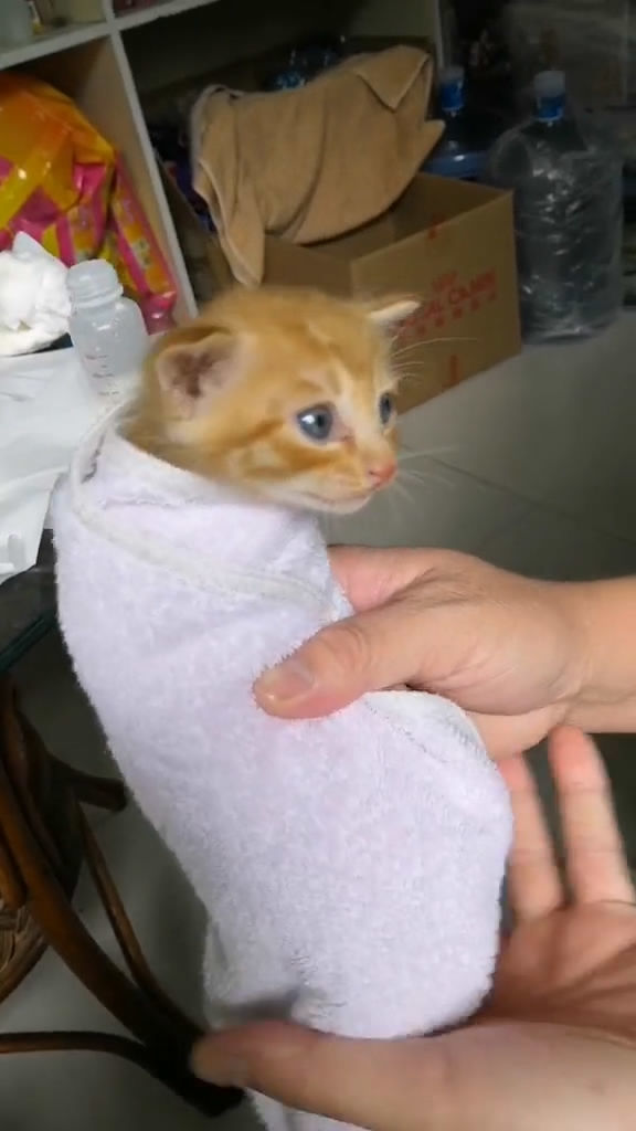 拿毛巾一卷,直接开喂啊