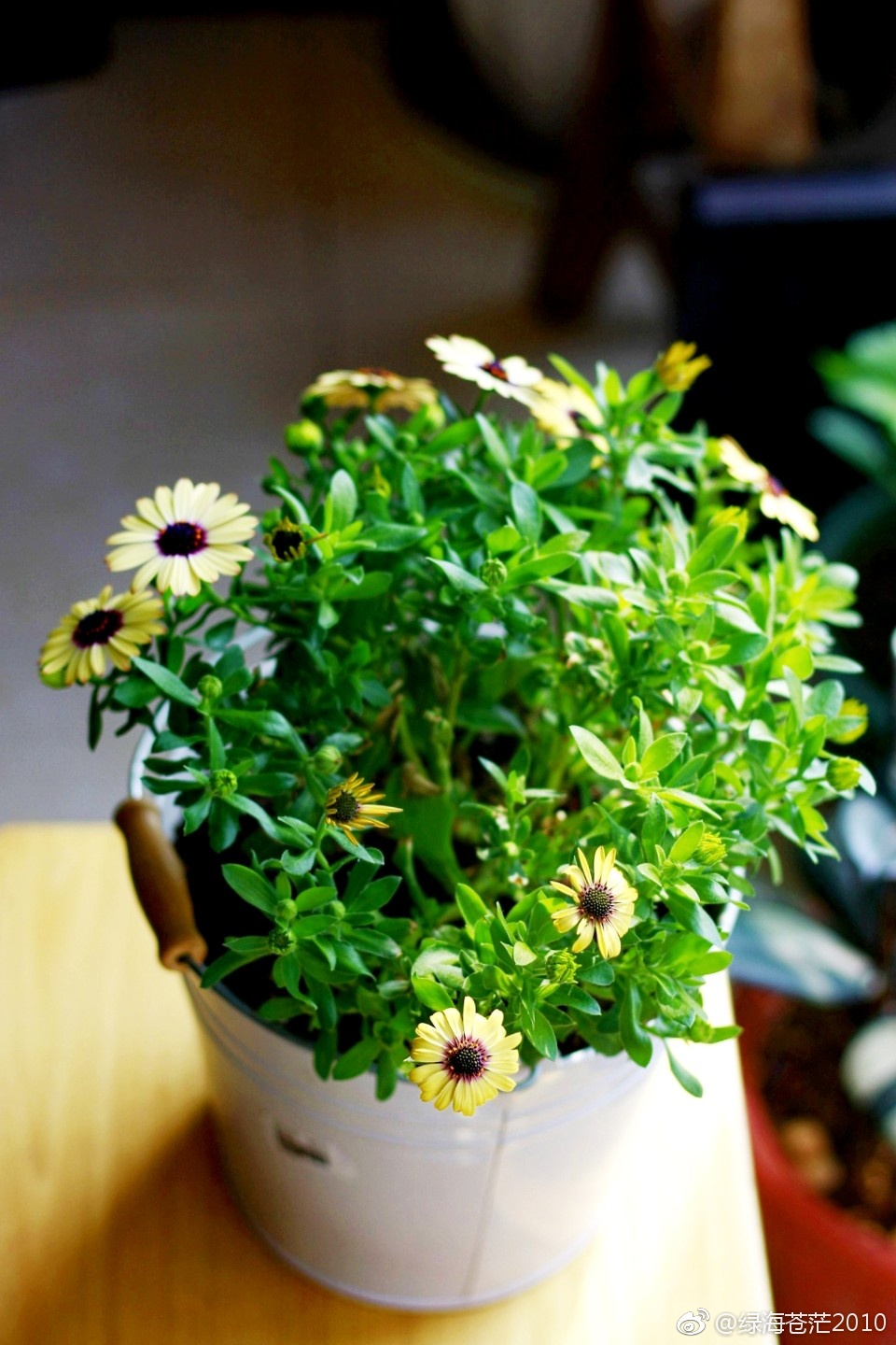 南非万寿菊每日一拍每日不同