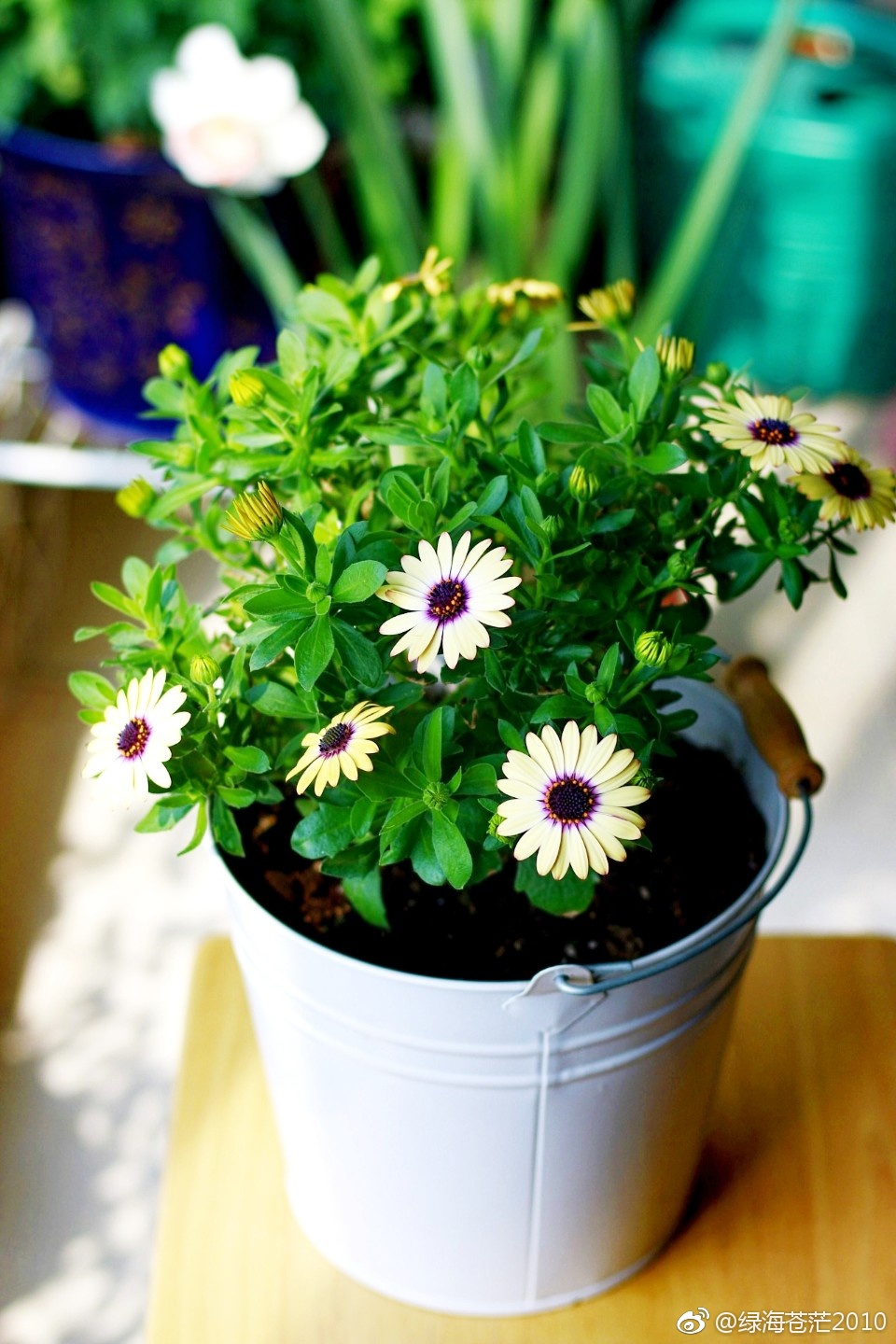 南非万寿菊每日一拍每日不同