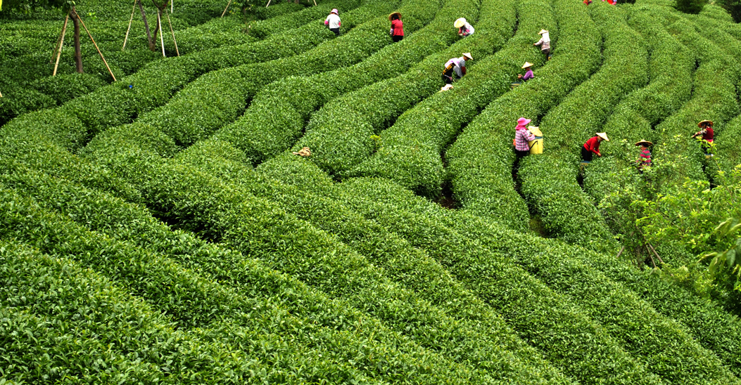 旅拍永福高山茶种植基地 一抹苍翠描摹了荒野