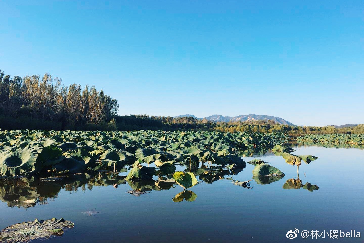 常記溪亭日暮,沉醉不知歸路.興盡晚回舟,誤入藕花深處.