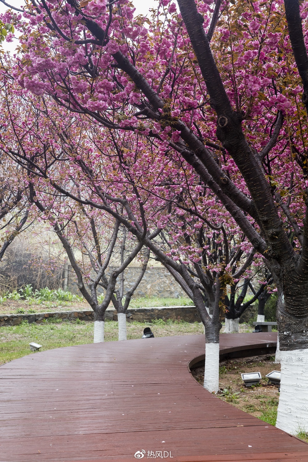去旅顺203赏一场樱花雨