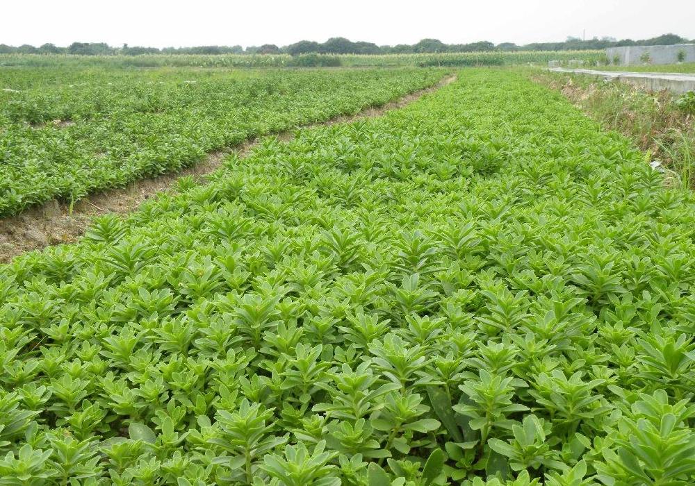 农民说拿金子都不换,常吃能降三高|高血压|救心菜|野菜_新浪网