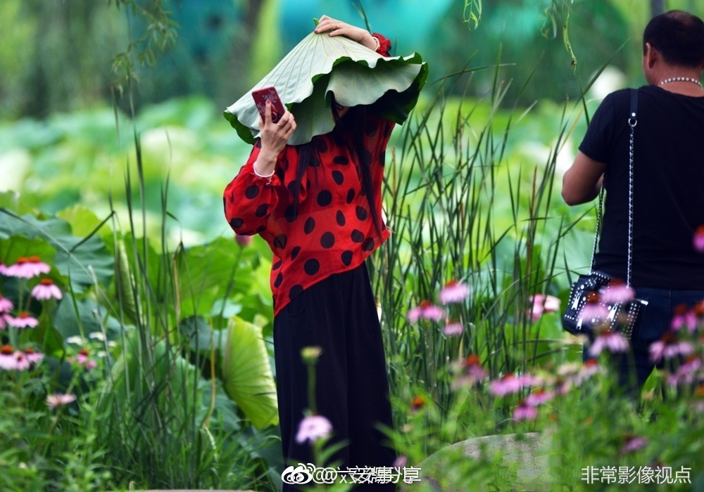 素质呢?六安一公园内,游客摘下荷叶顶在头上拍照![微笑]