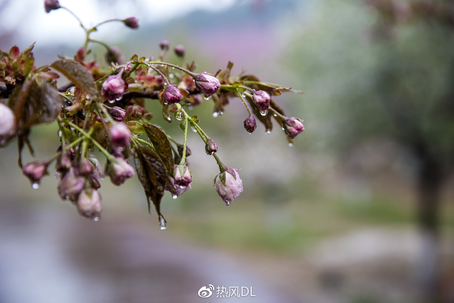 去旅顺203赏一场樱花雨