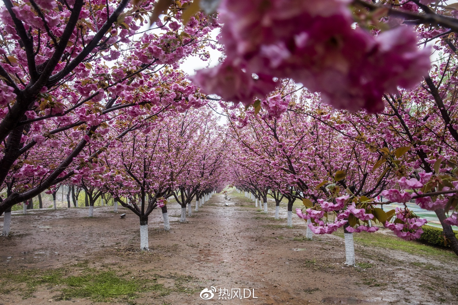 去旅顺203赏一场樱花雨